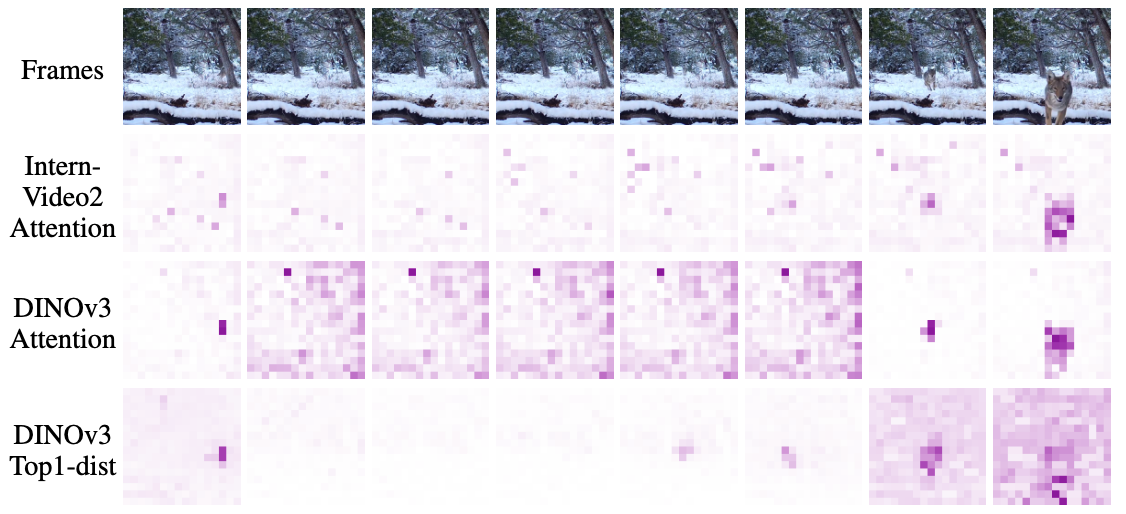 Comparison of InternVideo2 attention, DINOv3 attention, and DINOv3 top1-distance